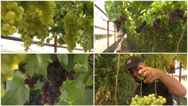 Primii struguri romanesti din acest an, gata de cules. Cum arata si cat costa strugurii de sera, crescuti printre rosii si castraveti Imagine