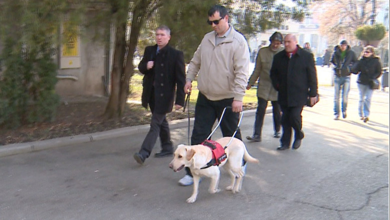 Primul caine-ghid pentru nevazatori din Moldova. Labradorul indruma un barbat orb din nastere pe traseele necunoscute Imagine