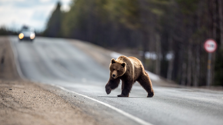 Primul oras din Romania care a montat gard electric impotriva ursilor. „Urmeaza sa instalam inca 5.200 de metri” Imagine