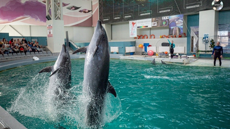 Primul pui de delfin nascut in captivitate in Romania a venit pe lume la Delfinariul din Constanta Imagine