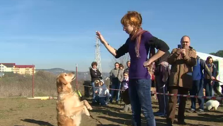 Primul teren de sport pentru caini, la Cluj-Napoca Imagine