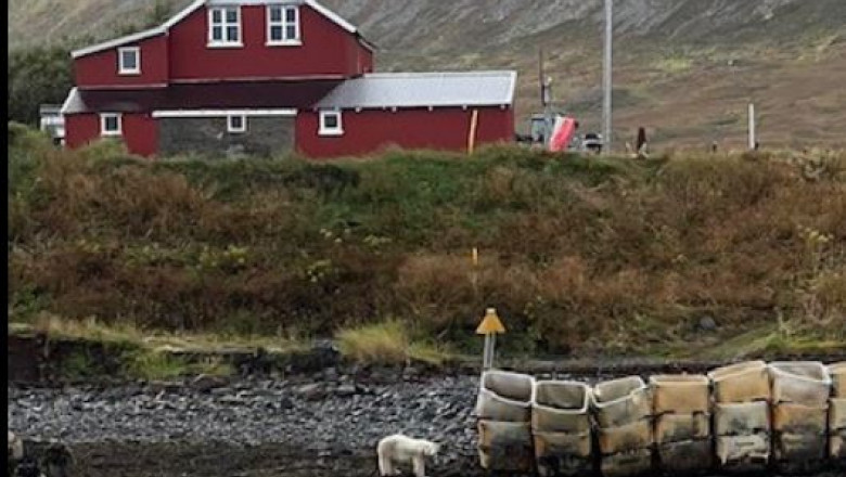 Primul urs polar observat in Islanda din 2016 a fost ucis de politisti Imagine