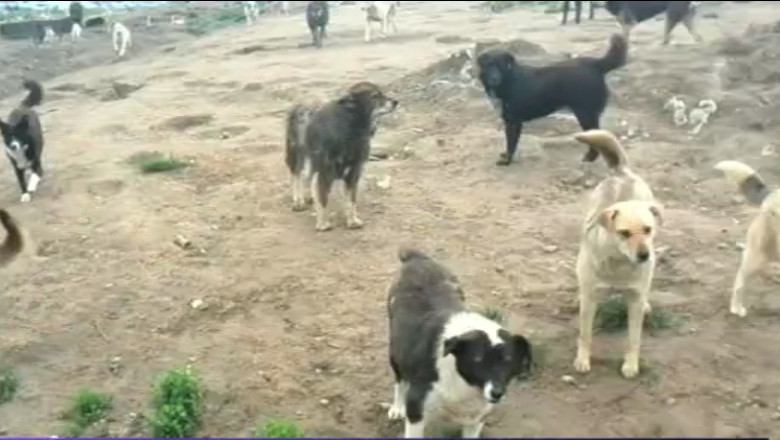 Prinderea maidanezilor, sistata la Bacau. Inspectorii au descoperit nereguli la adapostul animalelor Imagine