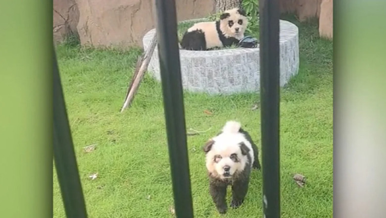 Prinsi cu cainele vopsit. O gradina zoologica a recunoscut ca animalele sale vedeta nu sunt ursi panda, ci caini Imagine