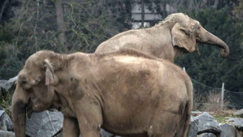 Printesa Stephanie de Monaco a luat in ingrijire doi elefanti pe care i-a salvat de la eutanasiere Imagine