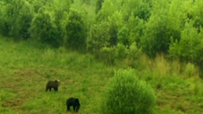 Printre ursi, cu trenuletul. La rezervatia din Zarnesti turistii se pot plimba printre animale Imagine