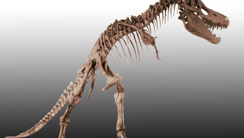 „Printul Dragon”. Ramasitele unui dinozaur inrudit cu T-Rex, gasite intamplator in arhiva unui institut mongol Imagine
