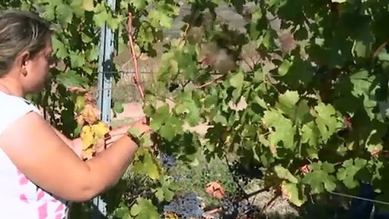 Probleme in viile din Arad: ce a facut frigul cu strugurii  Imagine