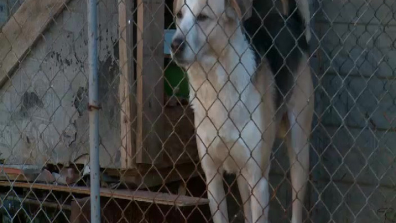 Procesul de microcipare bate pasul pe loc. Zeci de mii de caini se pot imbolnavi de rabie. Imagine