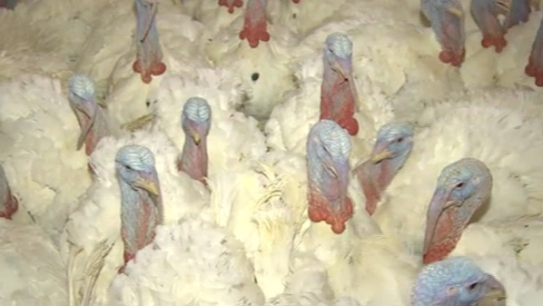 Procuror arestat pentru mita. Alaturi de vaci si oi, a primit si un curcan bio Imagine