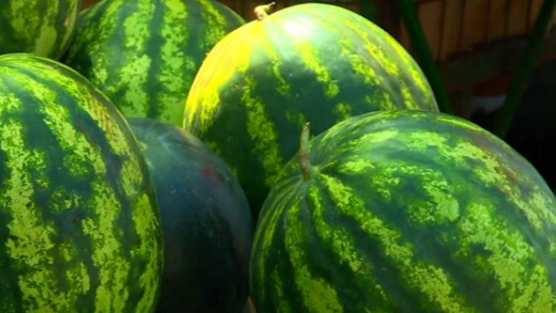 Producatorii de pepeni de la Dabuleni, paznici in camp  Imagine