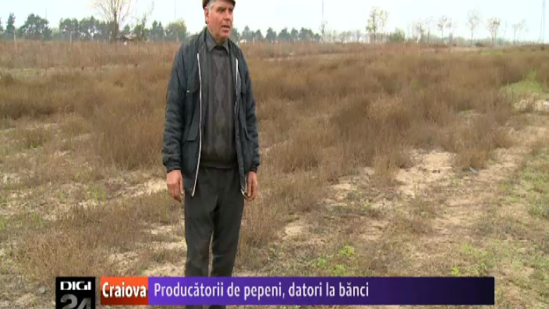 Producatorii de pepeni din Dabuleni, datori la banci    Imagine