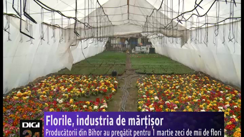 Producatorii din Bihor au pregatit pentru 1 martie zeci de mii de flori Imagine