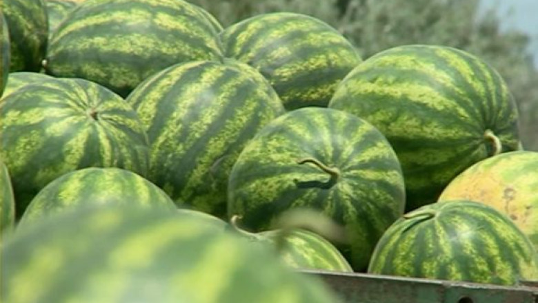 Producatorii din Dabuleni nu au cui sa vanda pepenii Imagine