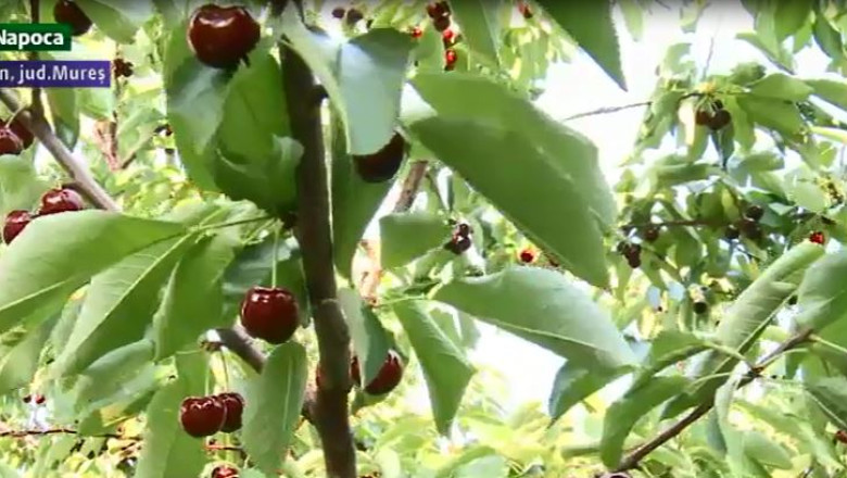 Producem cirese pentru rusi Imagine