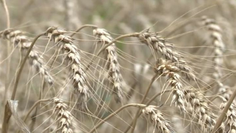 Productia de grau a crescut, dar painea nu se ieftineste Imagine