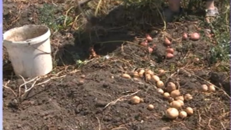 Productie de cartofi de peste 20 de tone la hectar. Doar marii fermieri reusesc sa-si vanda recolta Imagine