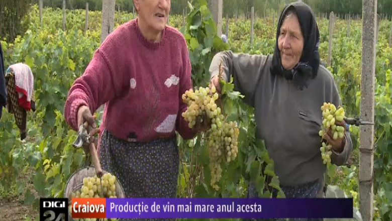 Productie de vin mai mare anul acesta. La Segarcea, oamenii sunt multimiti de recolta de struguri Imagine
