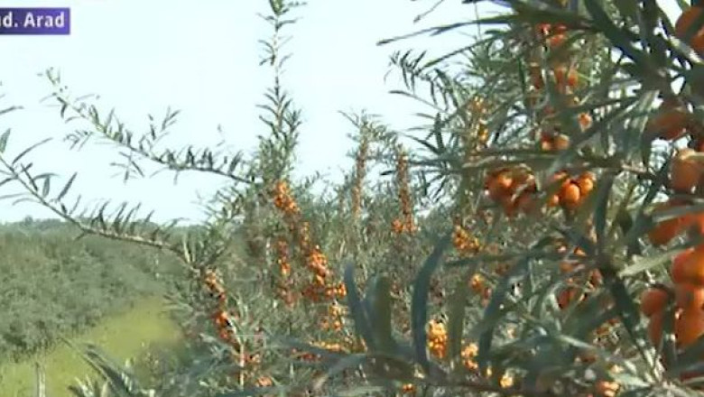 Productie record de catina. Fata de anul trecut, recolta din 2014 este cu 50% mai mare Imagine