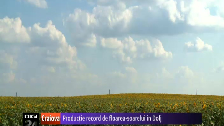 Productie record de floarea-soarelui in judetul Dolj Imagine