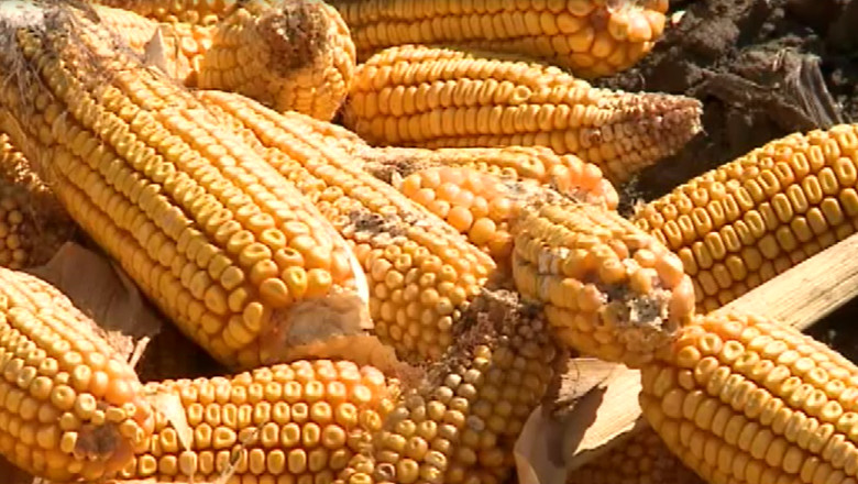 Productie record de porumb in judetul Iasi Imagine