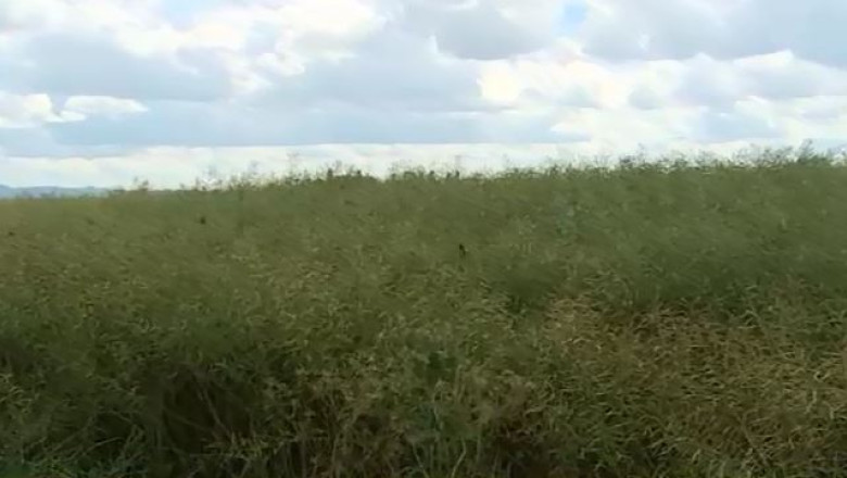 Productie record de rapita in Cluj Imagine