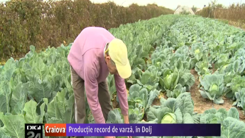 Productie record de varza in judetul Dolj Imagine