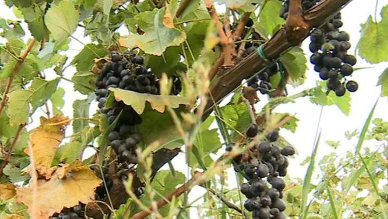 Productie slaba de vin. Viticultorii spun ca 2014 este cel mai slab an din ultimii patru Imagine