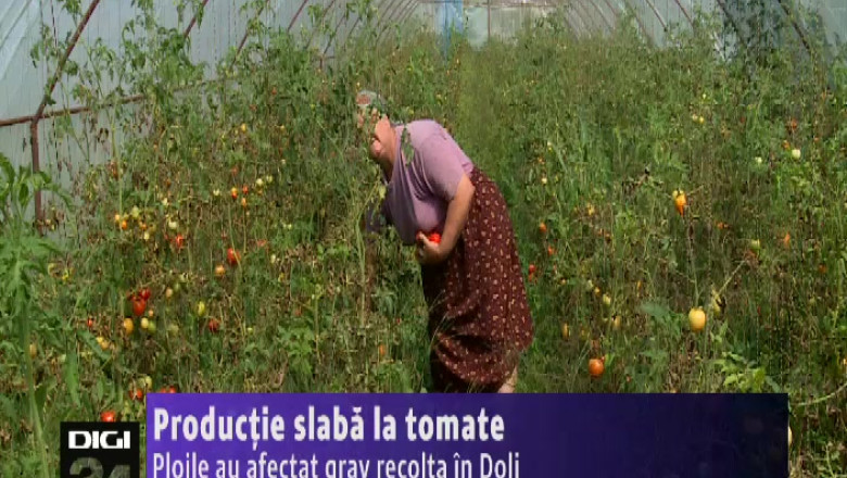 Productie slaba la tomate. Ploile au afectat grav recolta in Dolj   Imagine
