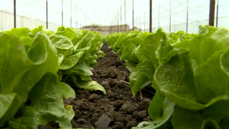 Profit cu bani europeni. Castigul agricultorilor din Giuvarasti ajunge si la 10.000 de euro pe an Imagine