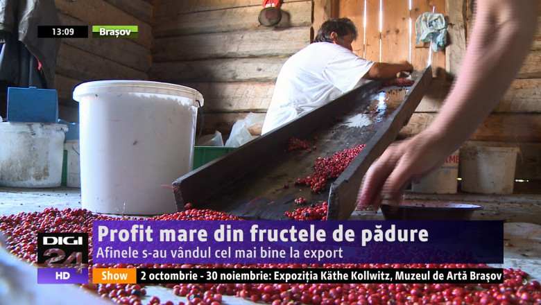 Profit mare din fructele de padure.Afinele s-au vandul cel mai bine la export Imagine