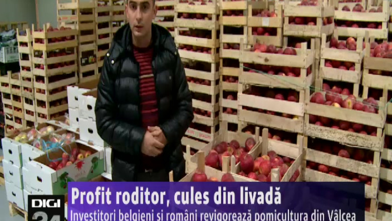 Profit roditor, cules din livada. Investitori belgieni revigoreaza pomicultura din Valcea Imagine