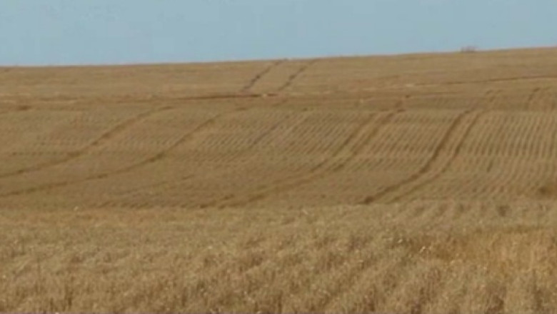 PROFITUL EXPORTATORILOR. Romania a exportat grau in doua luni cat in tot anul 2012 Imagine