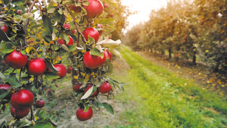 Prognoza meteo pe doua saptamani: vreme frumoasa si calduroasa. Cand se anunta o racire si ce sanse de ploaie exista Imagine