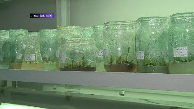 Program electronic pentru plante Imagine