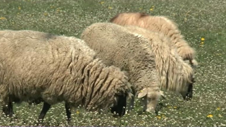 Proiect de 65.000 de lei in Galati: Turme de oi care sa „tunda” iarba si gradini pe acoperisul blocurilor Imagine