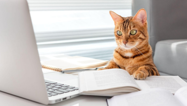 Proiect de lege: Romanii cu animale de companie le vor putea lua cu ei in transportul public si in cladirile institutiilor Imagine