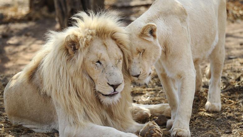 PROIECT. Parc safari si de aventura intr-o fosta unitate militara din Suceava Imagine