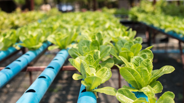 Proiect: Romanii ar putea consuma fructe si legume crescute in orase Imagine