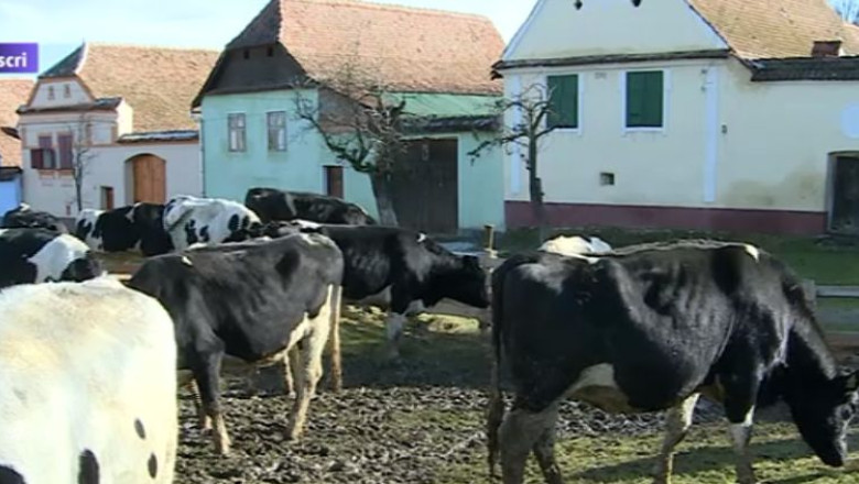 Proiect umanitar. Satenii din Viscri au primit 31 de vaci din Irlanda Imagine