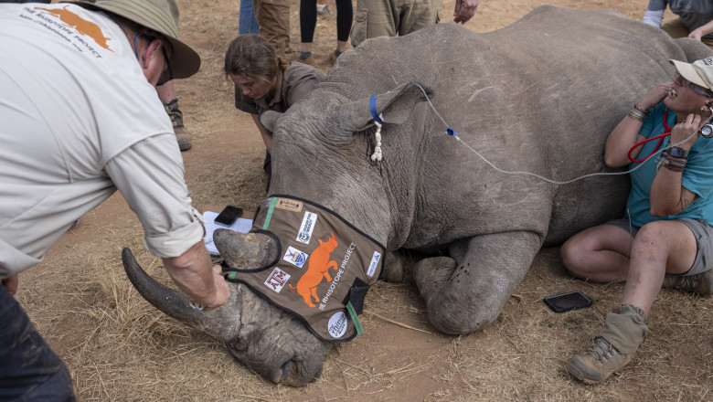 Proiectul Rhisotope. Coarne de rinocer facute radioactive pentru combaterea braconajului: „Procesul e complet sigur pentru animale” Imagine