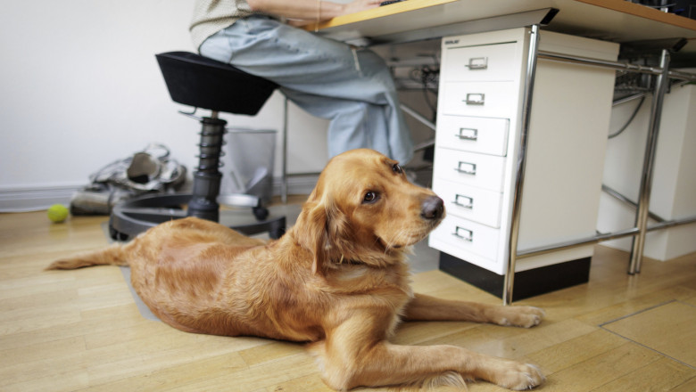 Proprietarii de caini din Berlin refuza microciparea animalelor de companie. Ce a declansat boicotul impotriva autoritatilor Imagine