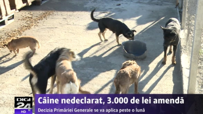 Proprietarii de caini necastrati din Bucuresti vor plati o taxa de 150 de lei anual. Si adoptiile de maidanezi costa Imagine