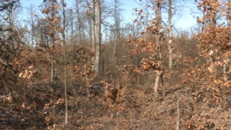 Proprietarii unei paduri inexistente. 80% din padurea mostenita de 200 de oameni a fost defrisata ilegal Imagine