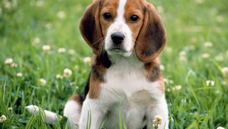 Propunere legislativa pentru infiintarea unui registru de evidenta a cainilor cu stapan Imagine