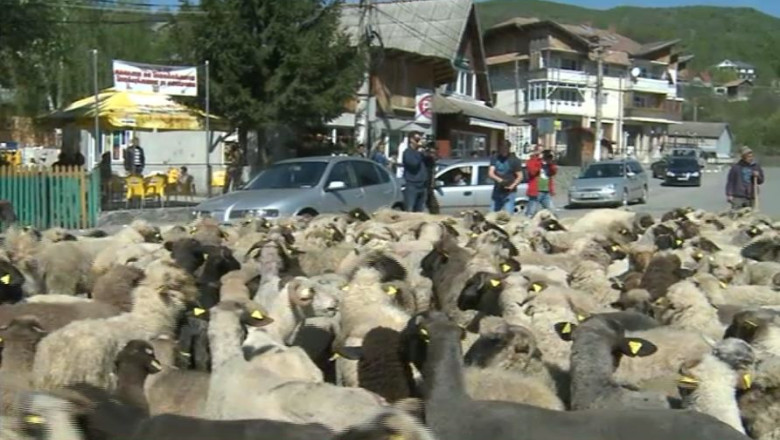 Protest al ciobanilor din Valea Doftanei. Primarul ar fi crescut pretul pasunilor de peste 30 de ori Imagine