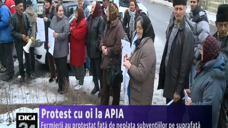 Protest cu oi la APIA. Fermierii au protestat fata de neplata subventiilor pe suprafata Imagine
