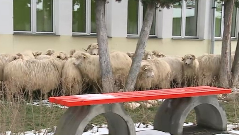 Protest cu oi la Brasov. 70 de fermieri si-au au cerut subventiile  Imagine
