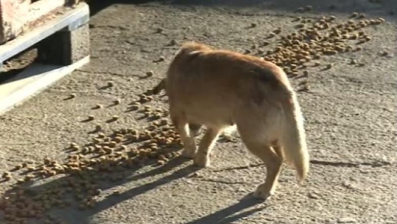 Protest fata de eutanasierea cainilor. Iubitorii de animale vor manifesta astazi in mai multe orase Imagine