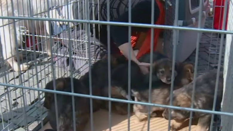 Protest fata de eutanasierea cainilor Imagine